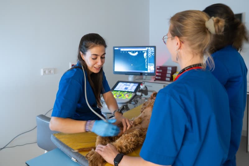 Campus Universidad Europea